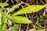 Elliott's aster